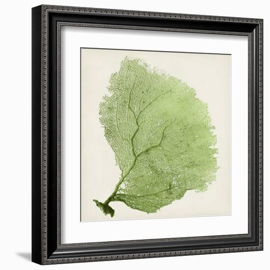 Sea Fan IX-Vision Studio-Framed Art Print