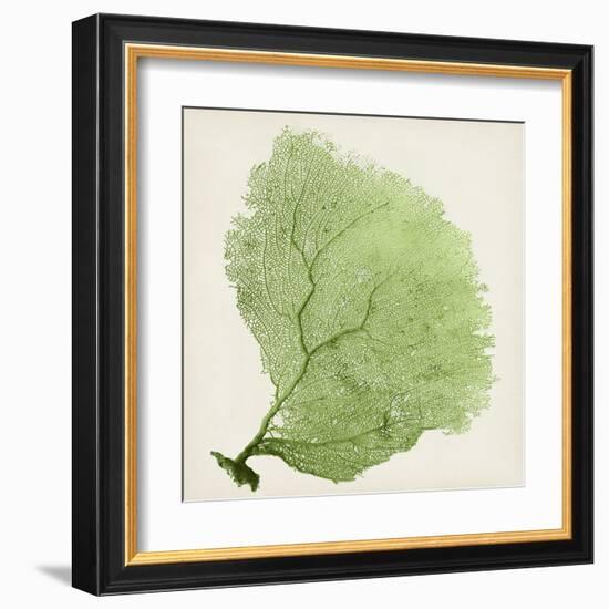 Sea Fan IX-Vision Studio-Framed Art Print