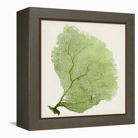 Sea Fan IX-Vision Studio-Framed Stretched Canvas