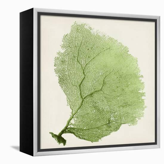 Sea Fan IX-Vision Studio-Framed Stretched Canvas