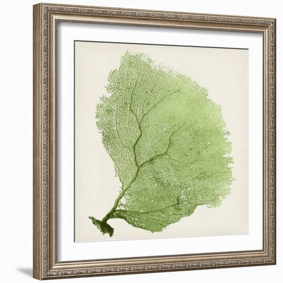 Sea Fan IX-Vision Studio-Framed Art Print