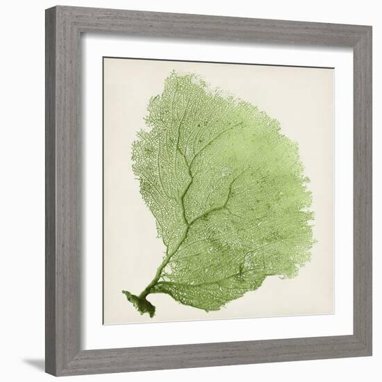 Sea Fan IX-Vision Studio-Framed Art Print