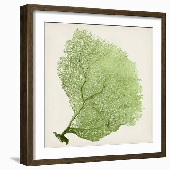 Sea Fan IX-Vision Studio-Framed Art Print