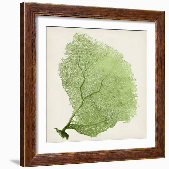 Sea Fan IX-Vision Studio-Framed Art Print