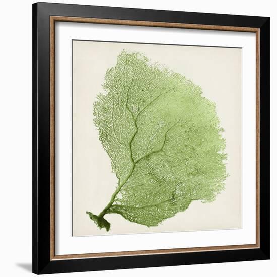 Sea Fan IX-Vision Studio-Framed Art Print