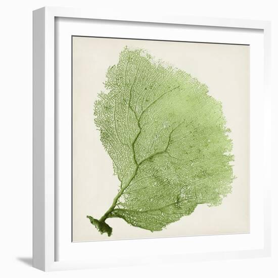 Sea Fan IX-Vision Studio-Framed Art Print