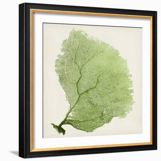 Sea Fan IX-Vision Studio-Framed Art Print