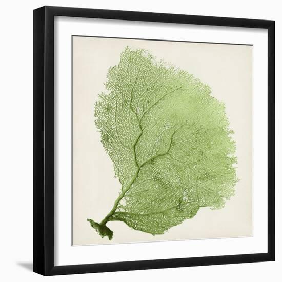 Sea Fan IX-Vision Studio-Framed Premium Giclee Print