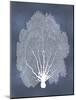 Sea Fan on Blue II-Melonie Miller-Mounted Art Print