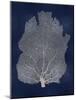 Sea Fan Silver on Blue I-Melonie Miller-Mounted Art Print