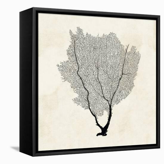 Sea Fan Sketch II-Grace Popp-Framed Stretched Canvas