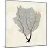 Sea Fan Sketch II-Grace Popp-Mounted Art Print