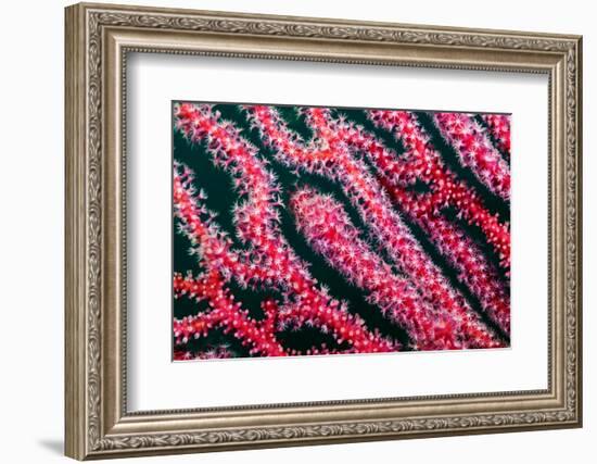 Sea fan, Triton Bay, Indonesia-Linda Pitkin-Framed Photographic Print