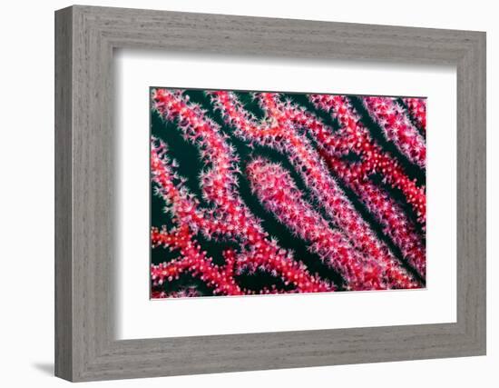 Sea fan, Triton Bay, Indonesia-Linda Pitkin-Framed Photographic Print