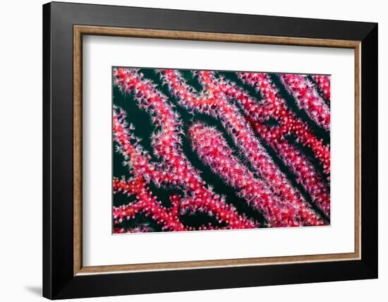 Sea fan, Triton Bay, Indonesia-Linda Pitkin-Framed Photographic Print