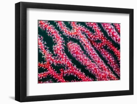 Sea fan, Triton Bay, Indonesia-Linda Pitkin-Framed Photographic Print