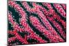 Sea fan, Triton Bay, Indonesia-Linda Pitkin-Mounted Photographic Print