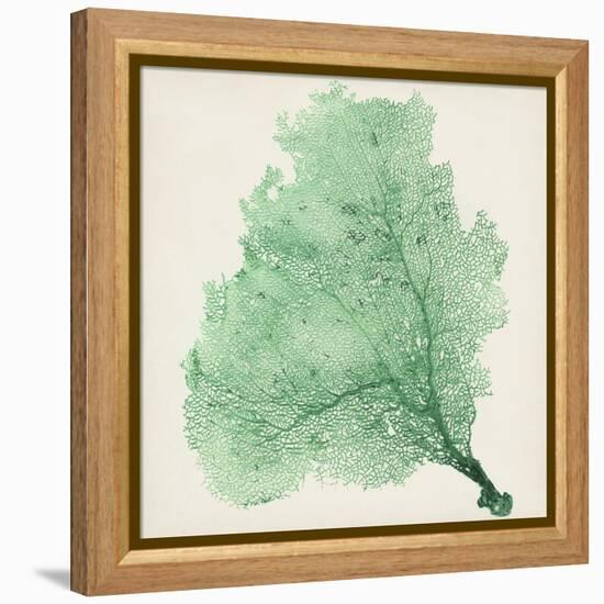 Sea Fan VII-Vision Studio-Framed Stretched Canvas