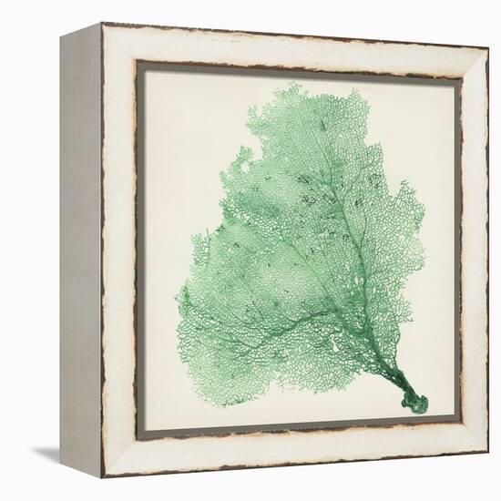 Sea Fan VII-Vision Studio-Framed Stretched Canvas