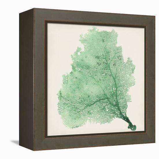 Sea Fan VII-Vision Studio-Framed Stretched Canvas