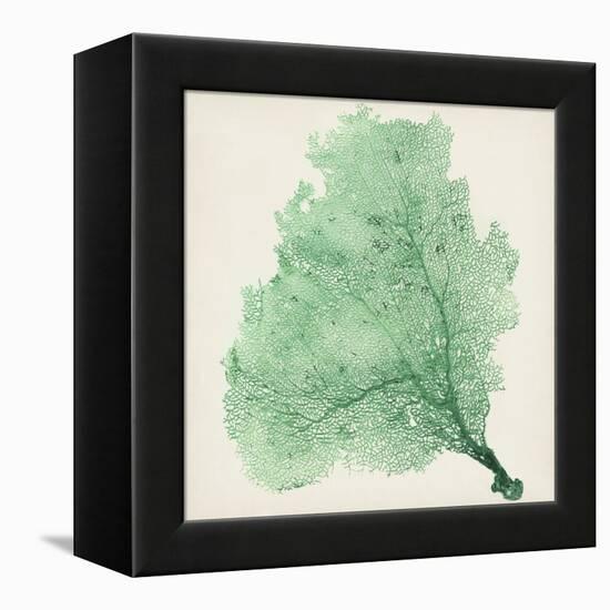 Sea Fan VII-Vision Studio-Framed Stretched Canvas