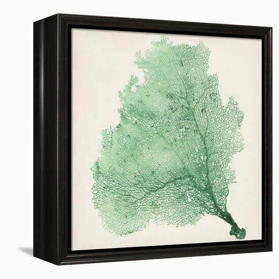 Sea Fan VII-Vision Studio-Framed Stretched Canvas