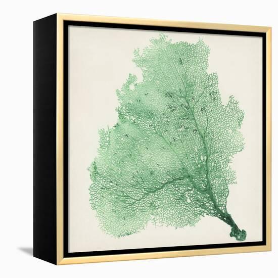 Sea Fan VII-Vision Studio-Framed Stretched Canvas