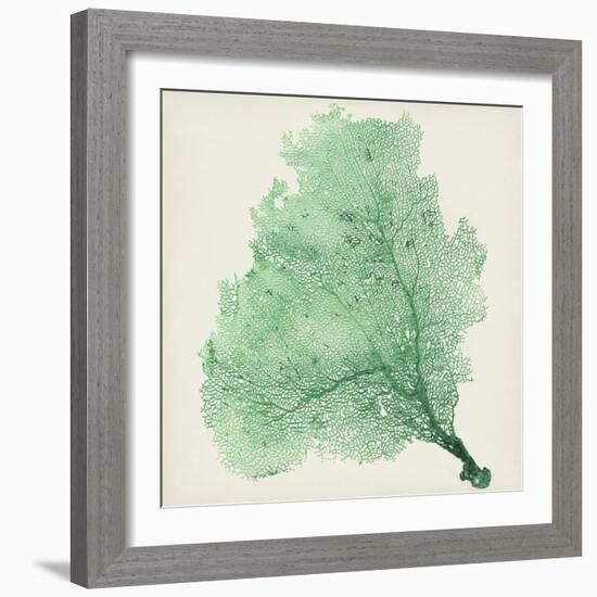 Sea Fan VII-Vision Studio-Framed Art Print