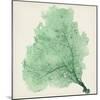 Sea Fan VII-Vision Studio-Mounted Art Print