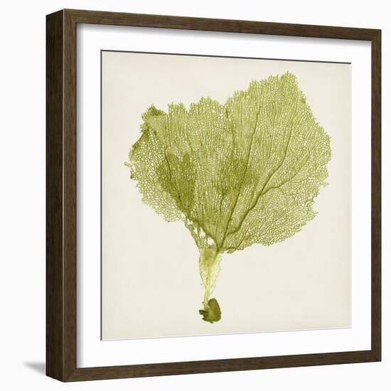 Sea Fan VIII-Vision Studio-Framed Premium Giclee Print