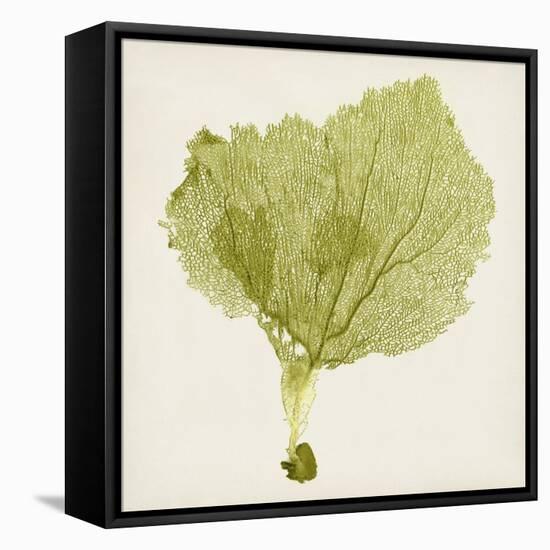 Sea Fan VIII-Vision Studio-Framed Stretched Canvas