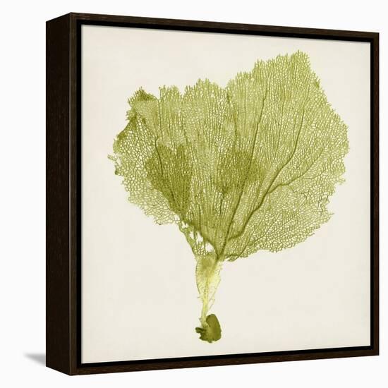 Sea Fan VIII-Vision Studio-Framed Stretched Canvas