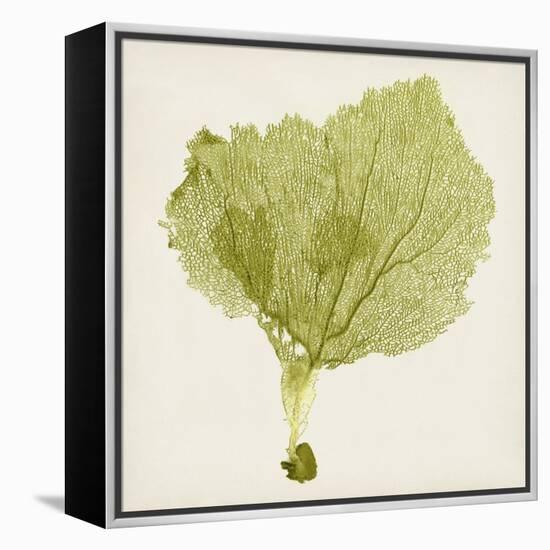 Sea Fan VIII-Vision Studio-Framed Stretched Canvas