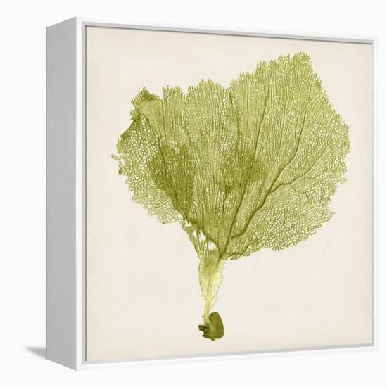 Sea Fan VIII-Vision Studio-Framed Stretched Canvas