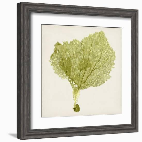 Sea Fan VIII-Vision Studio-Framed Art Print