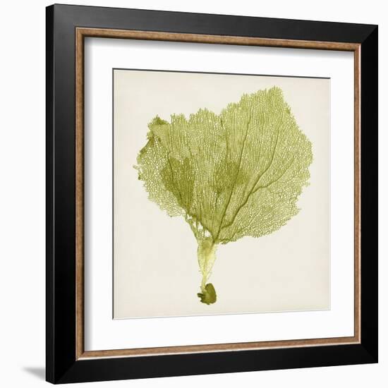 Sea Fan VIII-Vision Studio-Framed Art Print