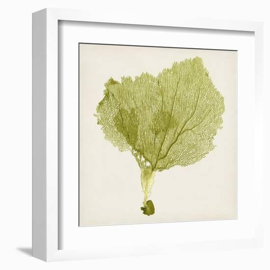 Sea Fan VIII-Vision Studio-Framed Art Print