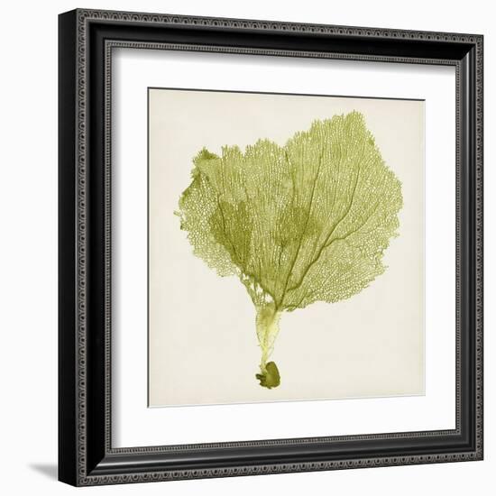 Sea Fan VIII-Vision Studio-Framed Art Print