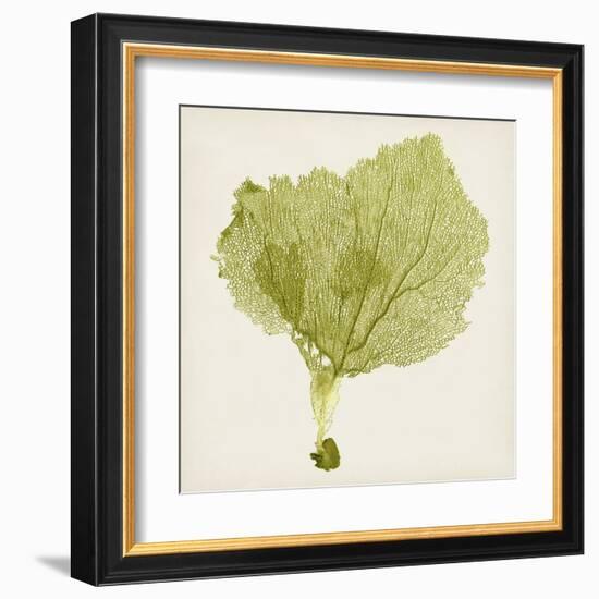 Sea Fan VIII-Vision Studio-Framed Art Print