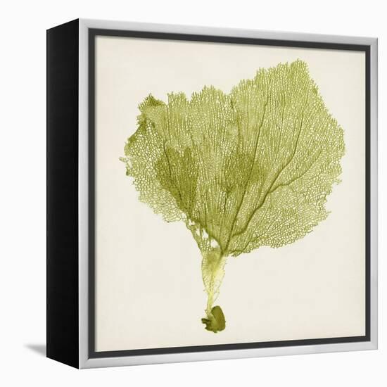 Sea Fan VIII-Vision Studio-Framed Stretched Canvas