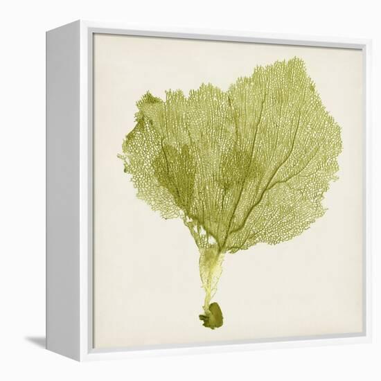 Sea Fan VIII-Vision Studio-Framed Stretched Canvas