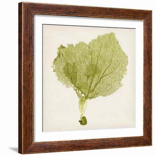 Sea Fan VIII-Vision Studio-Framed Art Print