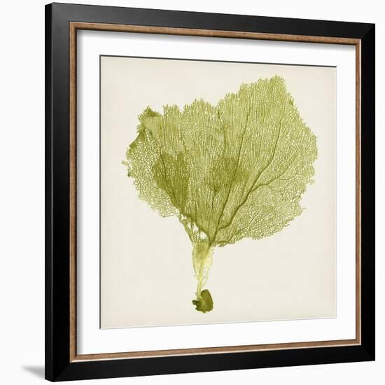 Sea Fan VIII-Vision Studio-Framed Art Print