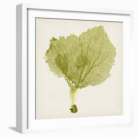 Sea Fan VIII-Vision Studio-Framed Art Print