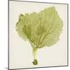 Sea Fan VIII-Vision Studio-Mounted Art Print