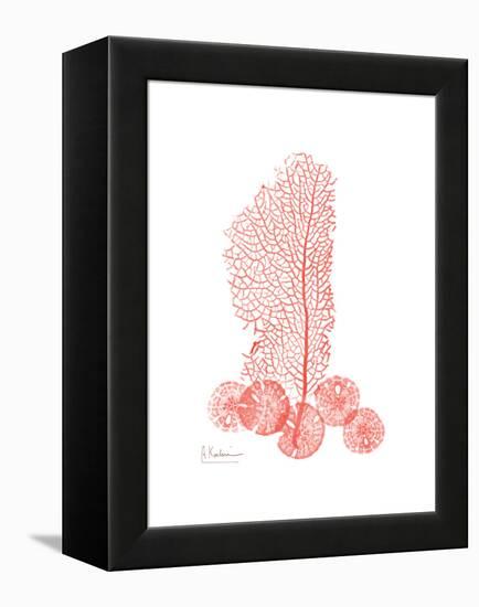 Sea Fan-Albert Koetsier-Framed Stretched Canvas