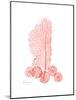 Sea Fan-Albert Koetsier-Mounted Premium Giclee Print