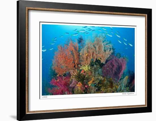 Sea Fans and Schooling Fusiliers-Jones-Shimlock-Framed Giclee Print