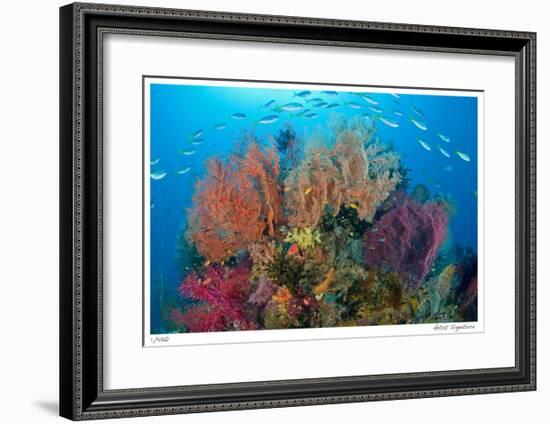 Sea Fans and Schooling Fusiliers-Jones-Shimlock-Framed Giclee Print