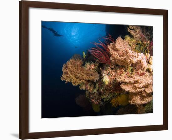 Sea Fans And Sea Whips, Australia-Stocktrek Images-Framed Photographic Print